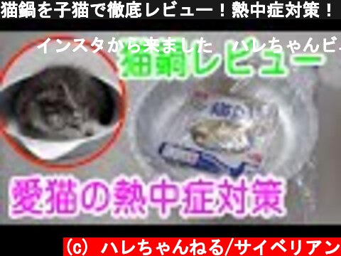 猫鍋を子猫で徹底レビュー！熱中症対策！【ハレちゃん】【サイベリアン】  (c) ハレちゃんねる/サイベリアン